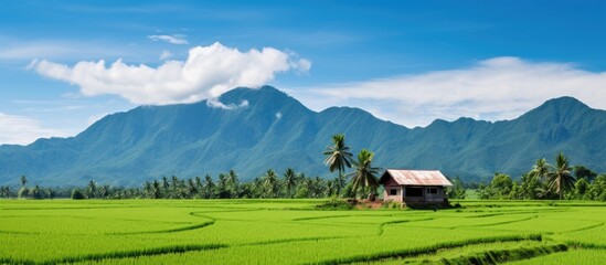 Wall Mural - Scenic rural landscape featuring a small house amidst coconut trees in an organic corn field with mountains and a blue sky in the background ideal for a copy space image