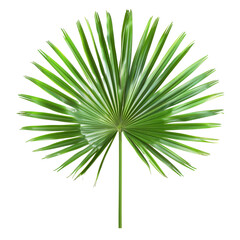 Wall Mural - Sabal Palm Leaf, single object, Di-Cut PNG style, ISOLATED transparent background
