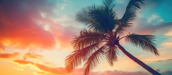 Canvas Print - Silhouette of a tropical palm tree against a sunset sky with abstract clouds creating a serene image for summer vacation and nature travel adventures Vintage filter adds a classic touch to the color