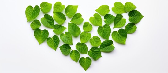 Poster - a green heart shaped leaf set against a white backdrop with a clipping path for easy editing suitabl