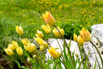 Wall Mural - Yellow tulips in the sunlight. A bush of yellow tulip flowers.