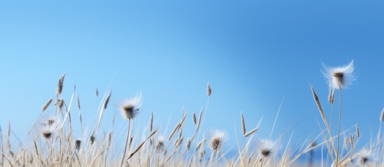 Sticker - Dried thistle plants in the front of a meadow under a clear blue sky making it the perfect copy space image