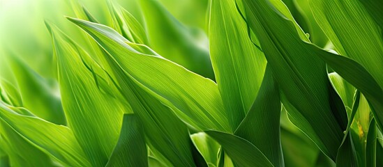 Poster - detailed close up image of green maize leaves in a natural setting with ample copy space image