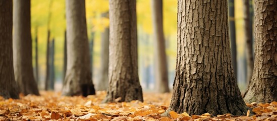 Wall Mural - Close up image of lower tree trunks in a forest or park during autumn with copy space
