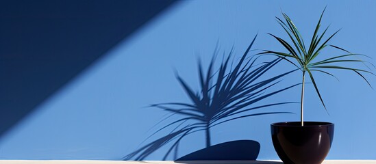 Wall Mural - silhouette of a pandanus tree s shadow on a blue pot with a suitable copy space image