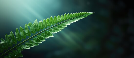 Poster - a fern leaf with copy space image