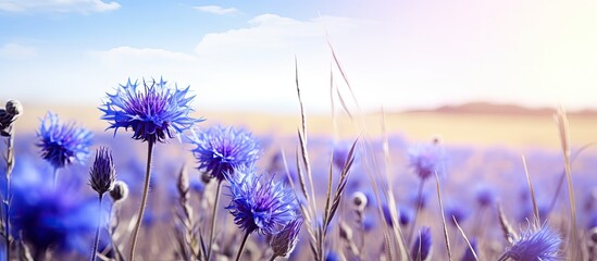 Sticker - Blue knapweed flowers in a field of rye with copy space image