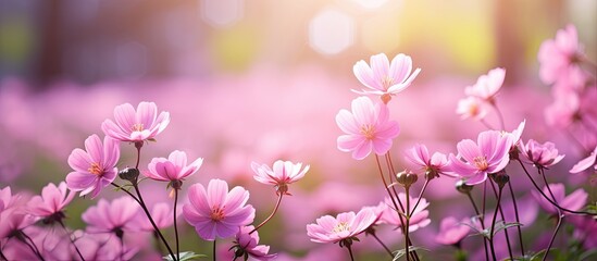 Poster - Beautiful pink flowers blooming in the garden with a serene background providing copy space for an image