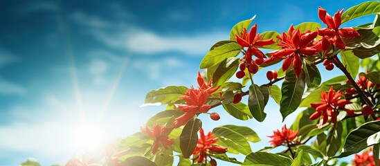 Sticker - Coffee flowers blooming on a coffee plantation with a clear blue sky in the background creates a beautiful scene with plenty of copy space image