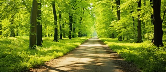 Wall Mural - Scenic path through a tranquil beech forest with a beautiful natural setting and lush green landscape creating a picturesque travel background in dappled light on a sunny day with copy space image