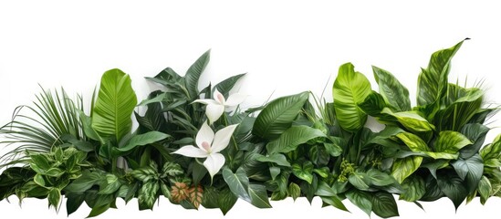 Wall Mural - tropical leaves plant bush arranged with flowers on white background with clipping path for copy spa