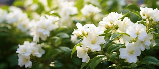 Canvas Print - Potato plant s white flowers bloom in the garden framed perfectly for a copy space image