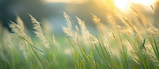 Grass swaying gently in the evening breeze creates a tranquil and calming atmosphere in the background evoking a soothing nature experience with a copy space image