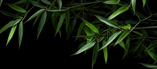 Poster - A detailed close up of many beautiful green bamboo leaves against a black background with ample copy space for images