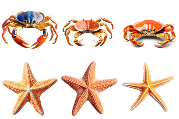 Canvas Print - A set of four different types of crabs and starfish, PNG with transparent background, AI