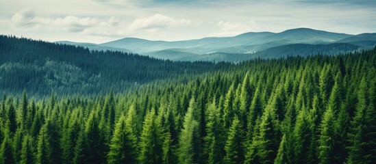 Canvas Print - Top view of a lush green coniferous forest landscape with taiga peaks of fir trees creating a picturesque scene perfect for a copy space image