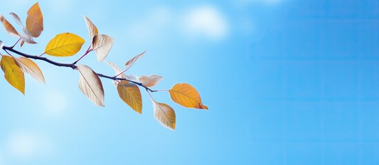 Poster - branch with leaves on a tree against a blue sky background providing a picturesque copy space image