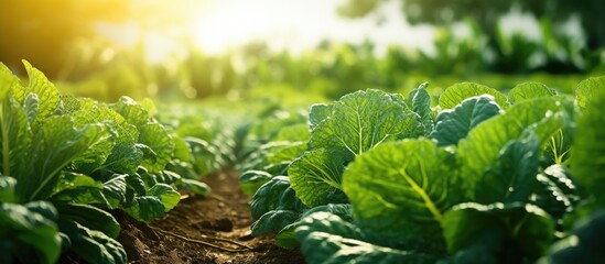 Organic Chinese kale growing in a vegetable garden with copy space image available