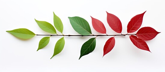 Wall Mural - Isolated red and green leaves on a white background with copy space image