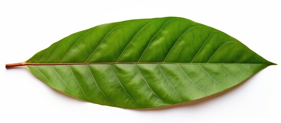 Sticker - isolated on a white background a broad leaf mahogany swietenia macrophylla king also known as false 