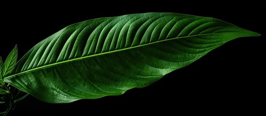 Poster - leaf of a momordica charantia plant with copy space image