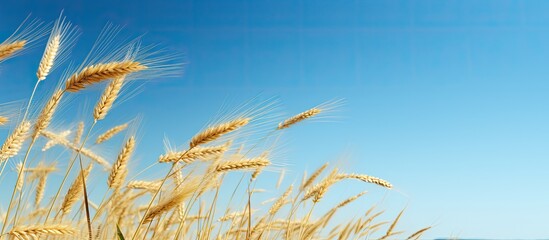 Sticker - Grass tinged yellow sways gently in the breeze creating a serene scene against a blue sky with copy space image