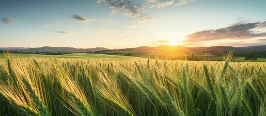 Sticker - A stunning aerial view of a green wheat field in the countryside at sunset with young and green spikelets adding beauty to the scene Copy space image