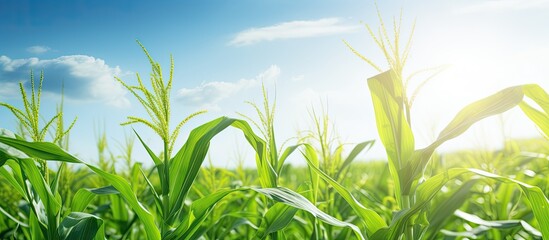 Wall Mural - A sunny summer day with sunlight shining on a field of green corn creating a vibrant scene with a copy space image