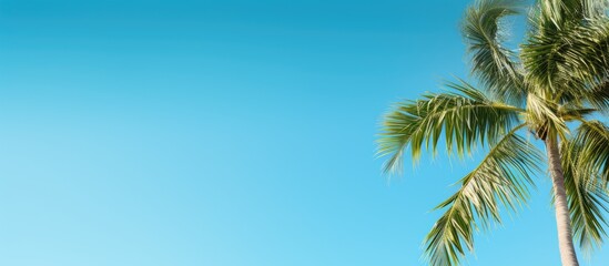 Wall Mural - A palm tree landscape against a clear blue sky with copy space image