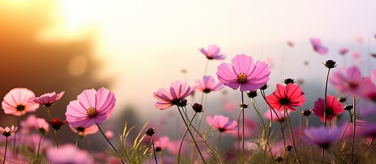 Poster - Gorgeous cosmos flowers blooming in the garden with a scenic background for a copy space image