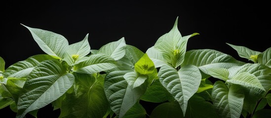 Wall Mural - acalypha java white also known as java white copper leaf displays eye catching light green to yellow