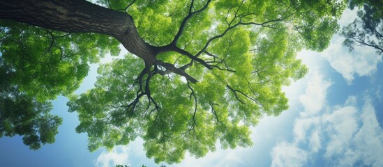 Sticker - a tall green tree as viewed from the ground reaching up towards the sky in a copy space image