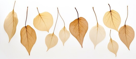 Wall Mural - dry leaves on a white background suitable for copy space image