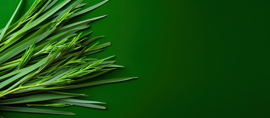 Poster - Shrubby lemongrass also known as Cymbopogon citratus with long slender green leaves can be used in both culinary and medicinal applications shown in a copy space image