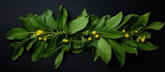 Wall Mural - top down view of spanish shawl s green leaves osbeckia rotundifolia in a copy space image