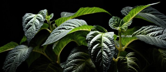 Wall Mural - acalypha java white also known as java white copper leaf displays eye catching light green to yellow