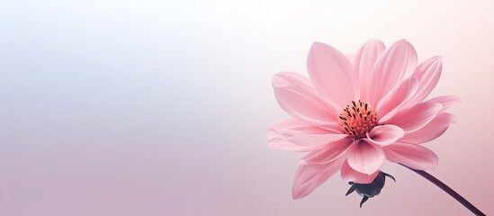 Poster - A pink flower with copy space image