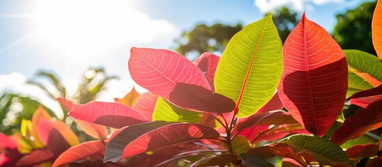 Wall Mural - A stunning backdrop featuring vibrant Croton leaves in a tropical park under sunny skies perfect for use as a copy space image