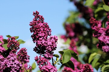 Wall Mural - spring lilacs in bright purple tones bloom and smell against a blue sky