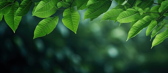 Poster - Side view photo of green leaves with a nature backdrop providing a contrasting green pattern ideal for a copy space image