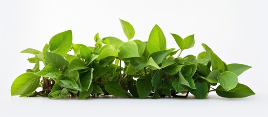 Wall Mural - a green plant with luscious leaves isolated on a white background ready for use as a copy space imag