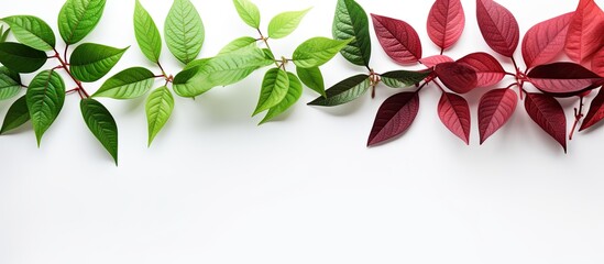Wall Mural - Isolated red and green leaves on a white background with copy space image