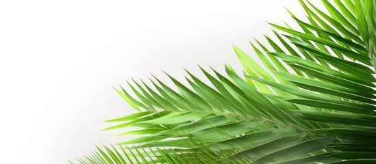 Wall Mural - isolated on a white background there is a copy space image of vibrant green coconut leaves