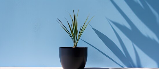 Wall Mural - silhouette of a pandanus tree s shadow on a blue pot with a suitable copy space image