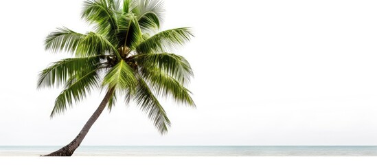 Sticker - isolated coconut palm tree on a white background with copy space image available