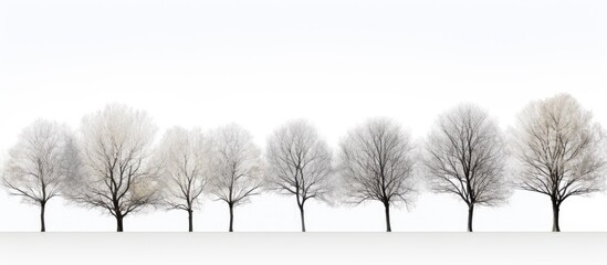 Sticker - the collection of trees against a white background offers a serene copy space image