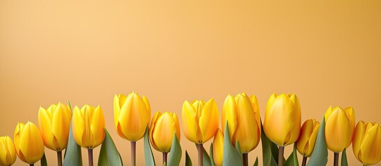 Poster - A variety of yellow tulips displayed with a beautiful copy space image