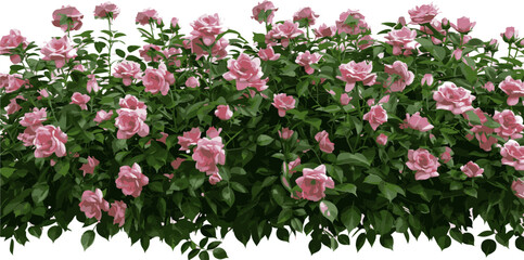 Canvas Print - Beautiful lush bush of pink roses with green leaves