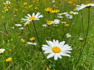 Sticker - daisies in the grass