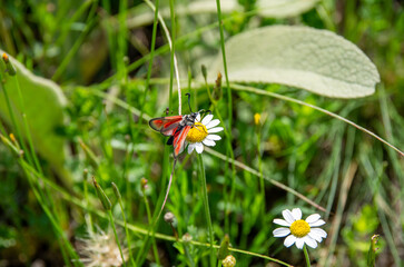 Wall Mural - butterfly on daisy